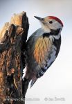 Photo of strakapoud prostřední Dendrocopos medius Middle Spotted Woodpecker
