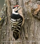 Photo of strakapoud malý Dendrocopos minor  Lesser Spotted woodpecker Kleinspecht