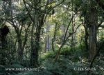 Photo of deštný les Rain Forest Regen-Wald