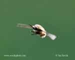 Photo of dlouhososka velká  Bombylius major Greater Bee Fly