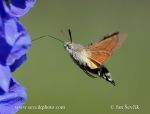 Photo of dlouhozobka svízelová Macroglossum stellatarum Humming-bird Hawk-moth Taubenschwänzchen