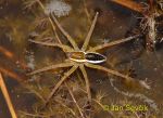 Photo of lovčík vodní, Dolomedes fimbriatus, Gerandete Jagdspinne, Raft spider