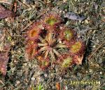 Photo of Drosera rotundifolia; Rundblättriger Sonnentau; Round Leaf Sundew; rosnatka okrouhlolistá