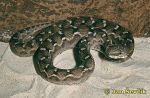 Photo of zmije paví,  Efa, Sandrasselotter, Saw-scaled viper,  Echis carinatus.