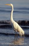 Photo of volavka bílá Egretta alba Silberreiher Great egret