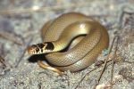 Photo of  užovka drobná Eirenis modestus Dwarf Snake Kopfbinden-Zwergnatter