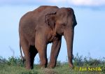 Photo of Elephas maximus
