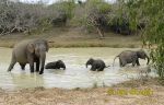 Picture  of slon indický, Elephas maximus, Asian Elephant, Asiatische Elefant