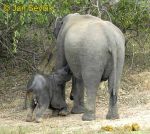 Photo of slon indický, Elephas maximus, Asian Elephant, Asiatische Elefant