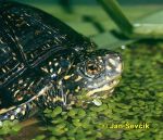 Photo of želva bahenní, Emys orbicularis, European pond Turtle, Europaische Sumpfschildkrote