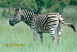 Photo of zebra stepní, Steppenzebra, Burchells Zebra, Equus  quagga burchellii