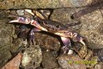Photo of terestrický krab, terrestrial crab, Cuba