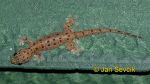 Photo of gekon Gehyra mutilata Four-clawed Gecko Sri Lanka Haus Gecko