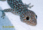 Photo of gekon obrovský, Gekko gecko, Tokay Gecko, Tokeh, Tokee