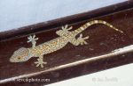Photo of gekon obrovský Gekko gecko Tokay Gecko Tokeh Tokee