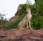 Photo of  gepard štíhlý Acinonyx jubatus Cheetah
