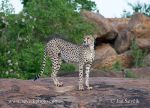 Photo of  gepard štíhlý Acinonyx jubatus Cheetah