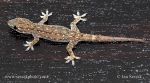 Photo of gekon Hemidactylus frenatus Common House Gecko