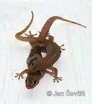 Photo of gekon Hemidactylus frenatus Common house Gecko Asiatischer Hasgecko