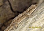Pictur of gekon Hemidactylus leschenaultii Bark Gecko