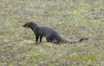 Photo of  promyka Herpestes edwardsi Indian Grey Mongoose Goldstaub Manguste