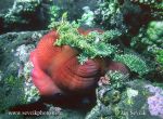 Photo of Heteractis magnifica Sea Anemone