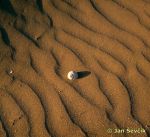 Photo of ulita v dunách, conch