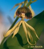 Photo of Prosthechea cochleata Orchidee orchid orchidej