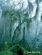 Photo of horský mlžný les Bali, mountains rain forest.