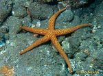 Photo of hvezdice, sea star,  Nardoa novaecaledonia.