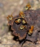 Photo of hnízdo včel colony of bees