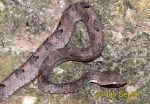 Photo of ostrolebec Hypnale walli Walls Hump-nosed Pit Viper