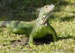 Photo of leguán zelený Iguana iguana Green Iguana
