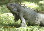 Photo of leguán zelený, Iguana iguana, Green Iguana