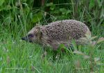 Photo of ježek západní Erinaceus europaeus Western Hedgehog Westigel