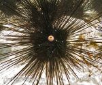 Photo of Ježovka diademová Diadema setosum Black Longspine Urchin Diedem See Igel