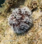Photo of ježovka Tripneustes ventricosus sea egg