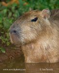 Photo of kapybara Hydrochoerus hydrochaeris Wasserschwein