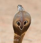 Photo of kobra indická Naja naja Indian Cobra Kobra