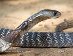 Photo of kobra indická Naja naja Indian Cobra Kobra