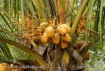 Photo of kokosová palma Cocos nucifera Coconut Coco Kokos
