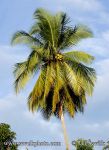 Photo of kokosová palma Cocos nucifera Coconut Coco Kokos