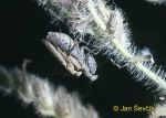 Photo of copulation kadlanka Mantodae sp. Gottesanbeterin, Praying Mantis