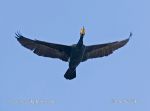Photo of kormorán velký Phalacrocorax carbo Great Cormorant Kormoran