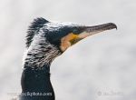 Photo of kormorán velký Phalacrocorax carbo Great Cormorant Kormoran
