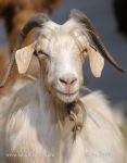 Photo of koza domácí Capra aegagrus hircus Domestic Goat
