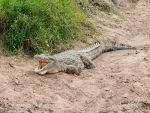 Photo of krokodýl nilský Crocodylus niloticus  Nile Crocodile Nilekrokodil Masai Mara