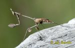 Photo of kudlanka Empusidae sp. Gottesanbeterin, Praying Mantis