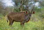 Photo of kudu velký Kudu Grosser Kudu Tragelaphus strepsiceros