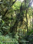 Photo of horský deštný les mountain rain forest La Amistad NP Panama